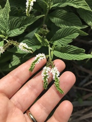 Heliotropium transalpinum