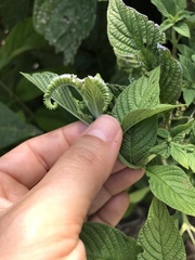 Heliotropium transalpinum