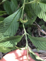 Heliotropium transalpinum