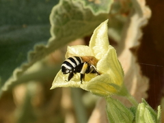 Amegilla quadrifasciata
