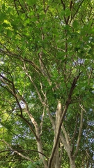 Eugenia uniflora