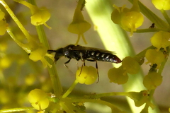 Poecilotiphia rousselii
