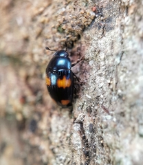 Aulacocheilus tetraphacus