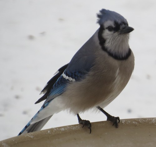 Blue Jay photographed in Minnesota