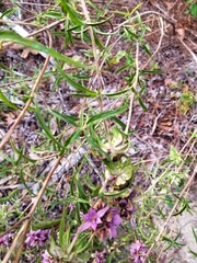 Monarda viridissima