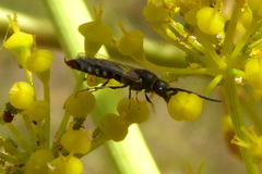 Poecilotiphia rousselii
