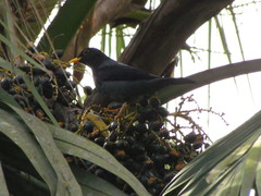 Turdus flavipes