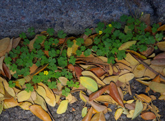 Oxalis radicosa