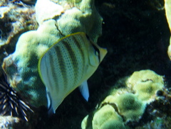 Chaetodon multicinctus