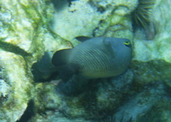 Plectroglyphidodon marginatus