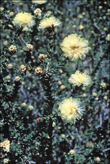 Melaleuca ciliosa