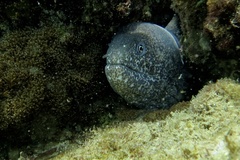 Gymnothorax thyrsoideus