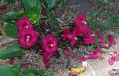 Ipomoea horsfalliae