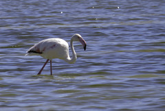 Phoenicopterus roseus