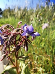 Borago officinalis