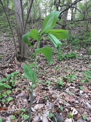Polygonatum biflorum commutatum