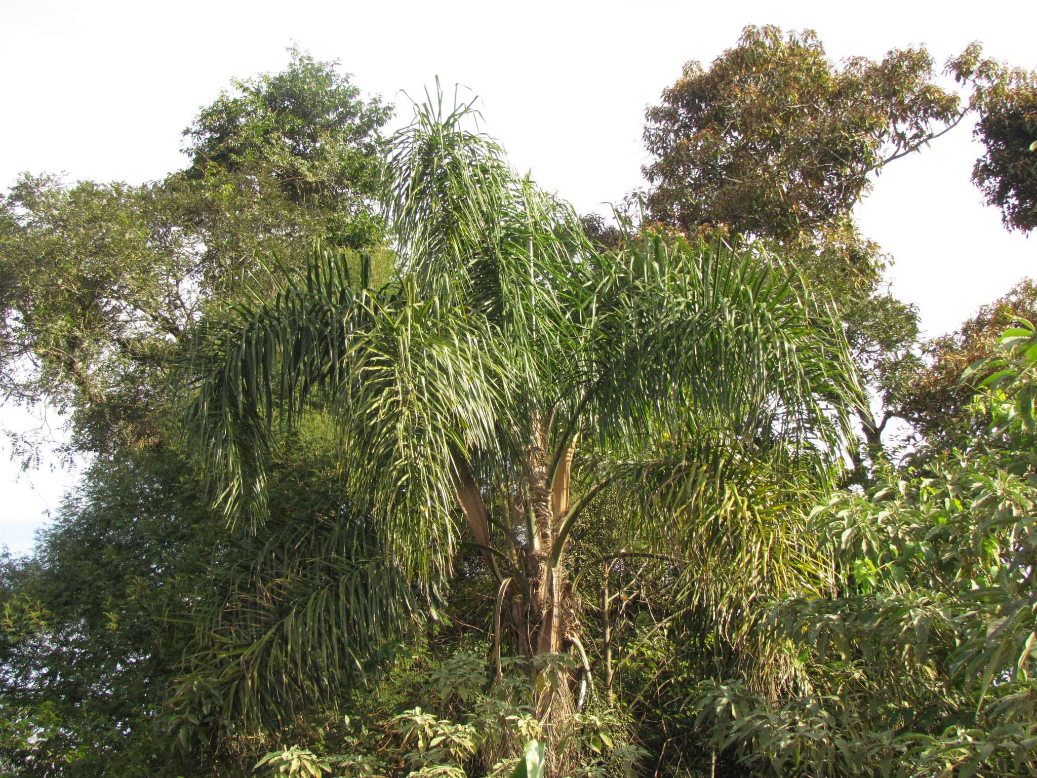 Syagrus romanzoffiana