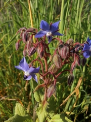 Borago officinalis