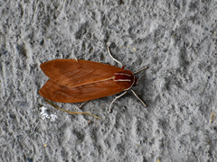 Amastus coccinator
