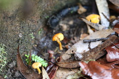 Cantharellus concinnus