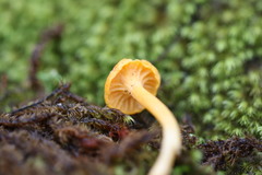 Cantharellus concinnus