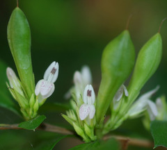 Graptophyllum spinigerum