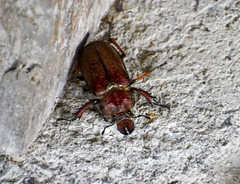 Sphaenognathus alticollis