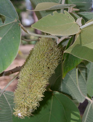 Mallotus mollissimus