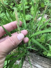 Carex shortiana