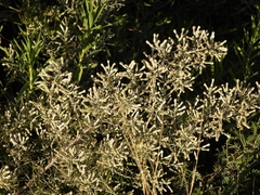 Baccharis artemisioides