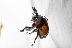 Mitracephala humboldti