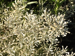 Baccharis artemisioides