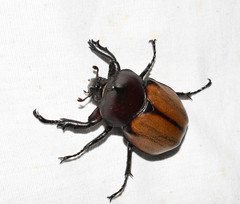 Mitracephala humboldti