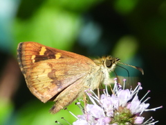 Butleria bissexguttatus