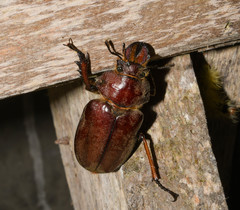 Sphaenognathus alticollis