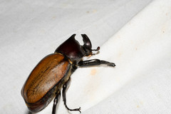 Mitracephala humboldti