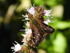 Butleria bissexguttatus