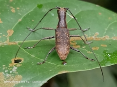 Gnoma sticticollis