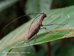 Gnoma sticticollis