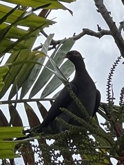 Patagioenas squamosa