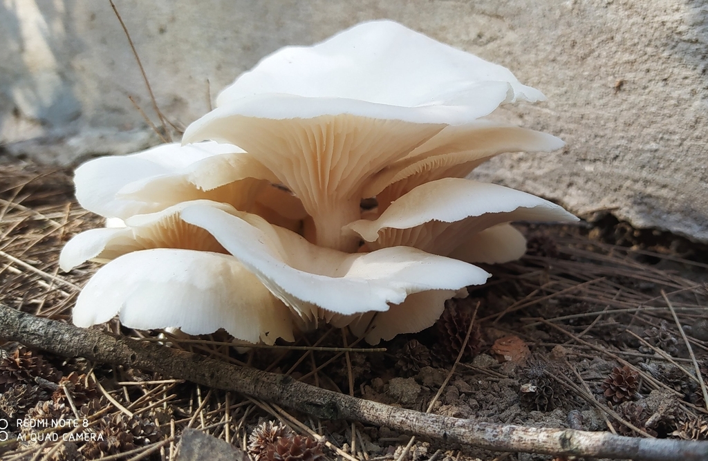 Pleurotus albidus · May 2020 · photo: © seba_fornes (iNaturalist, cc-by)