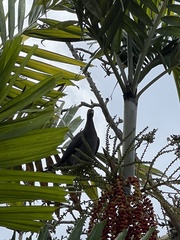 Patagioenas squamosa