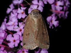 Abagrotis cupida