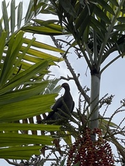 Patagioenas squamosa