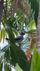 Patagioenas squamosa