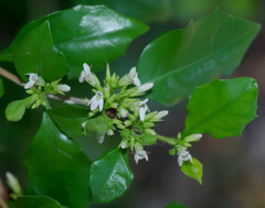 Graptophyllum spinigerum