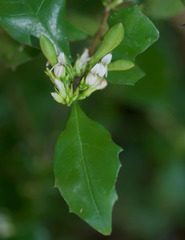 Graptophyllum spinigerum