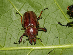 Sphaenognathus alticollis
