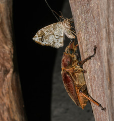 Sphaenognathus alticollis