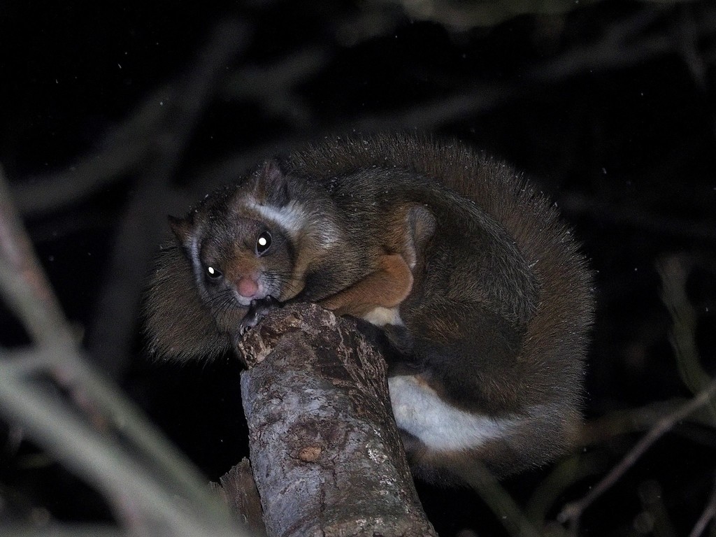 Japanese Giant Flying Squirrel in February 2022 by nn-a72944389